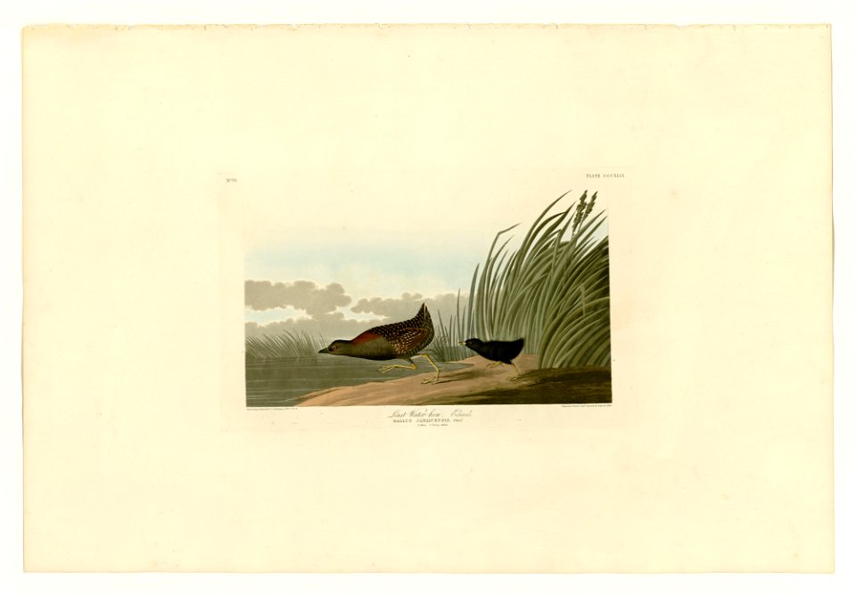 Plate 349 of Birds of America by John James Audubon depicting Least Water-hen.