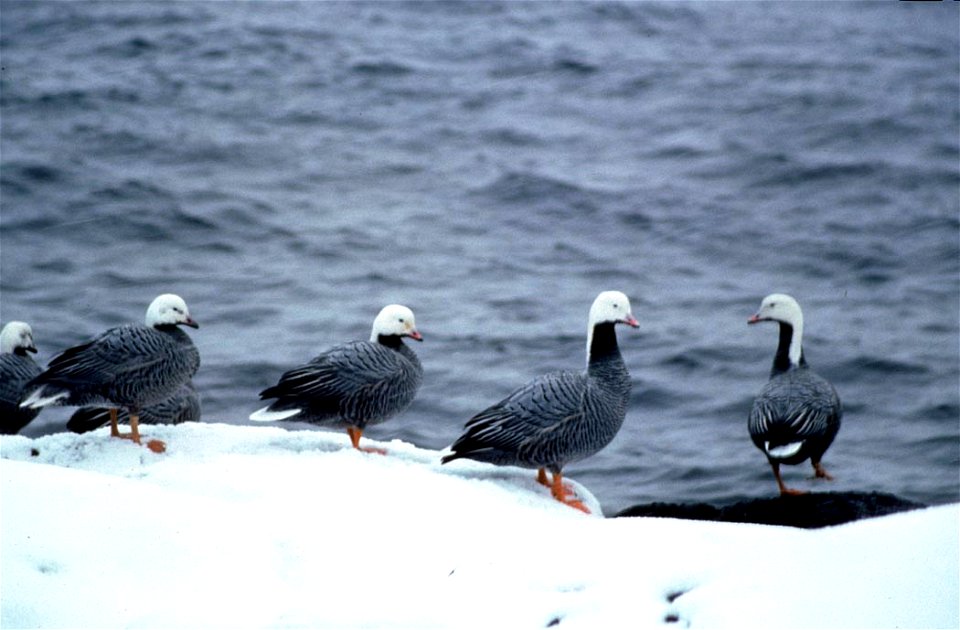 Emperor Geese Chen canagica in winter, Amchitka, Alaska Maritime NWR, Alaska, USA