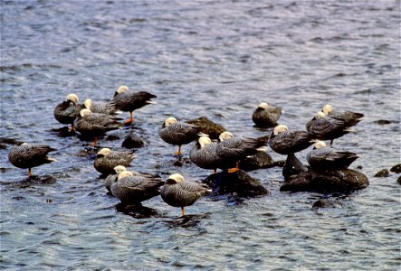 Emperor Goose Chen canagica flock, Adak Island, Alaska, USA photo