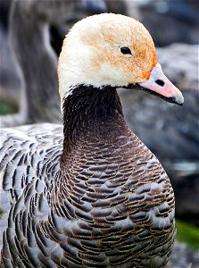 Emperor Goose Chen canagica, Yukon Delta NWR, Alaska, USA photo