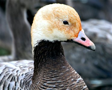 Emperor Goose Chen canagica, Yukon Delta NWR, Alaska, USA photo