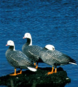 Emperor Geese at Adak Island Clam Lagoon[1] photo