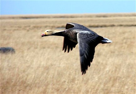 Emperor Goose (Anser canagicus) in flight photo