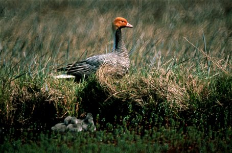 Emperor Goose Chen canagica with goslings, Alaska, USA photo