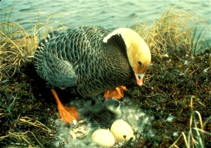 Emperor Goose Chen canagica on nest, Yukon Delta NWR, Alaska, USA