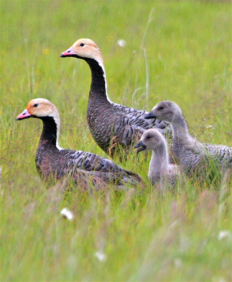 Pair of Emperor Geese Chen canagica with goslings, Yukon Delta NWR, Alaska, USA