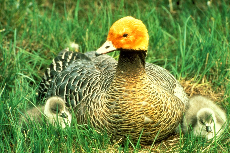 Emperor Goose (Anser canagicus) with goslings, Yukon Delta NWR, Alaska, United States