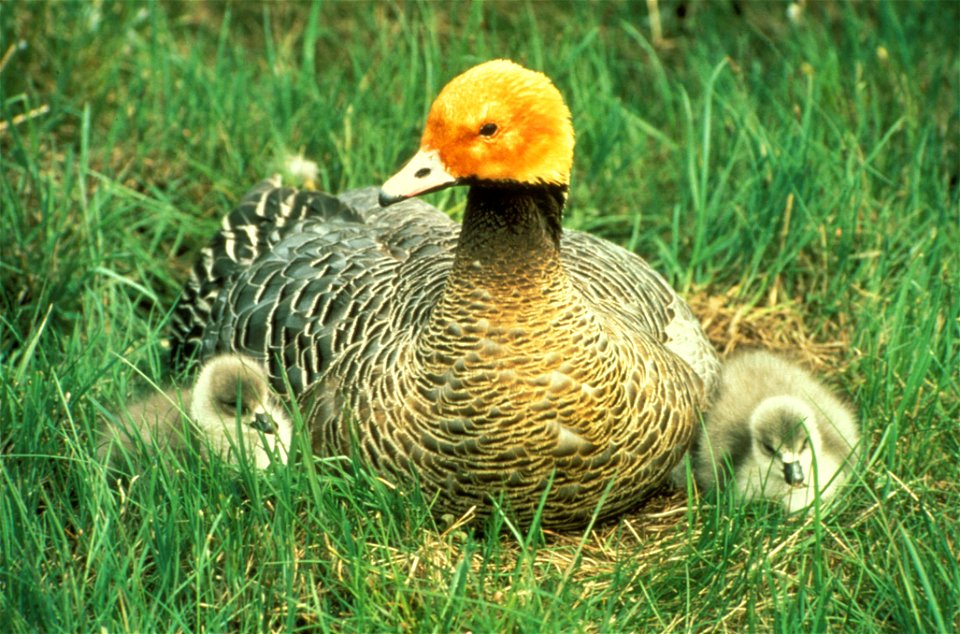 Emperor Goose Chen canagica with goslings, Yukon Delta NWR, Alaska, USA