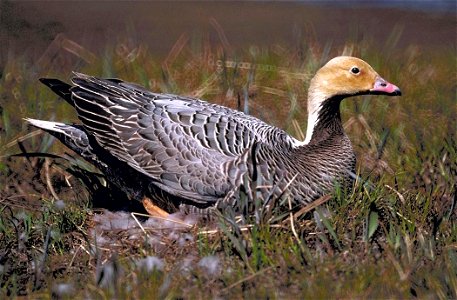 Female Emperor Goose (Anser canagicus) on nest (with head stained orange) photo