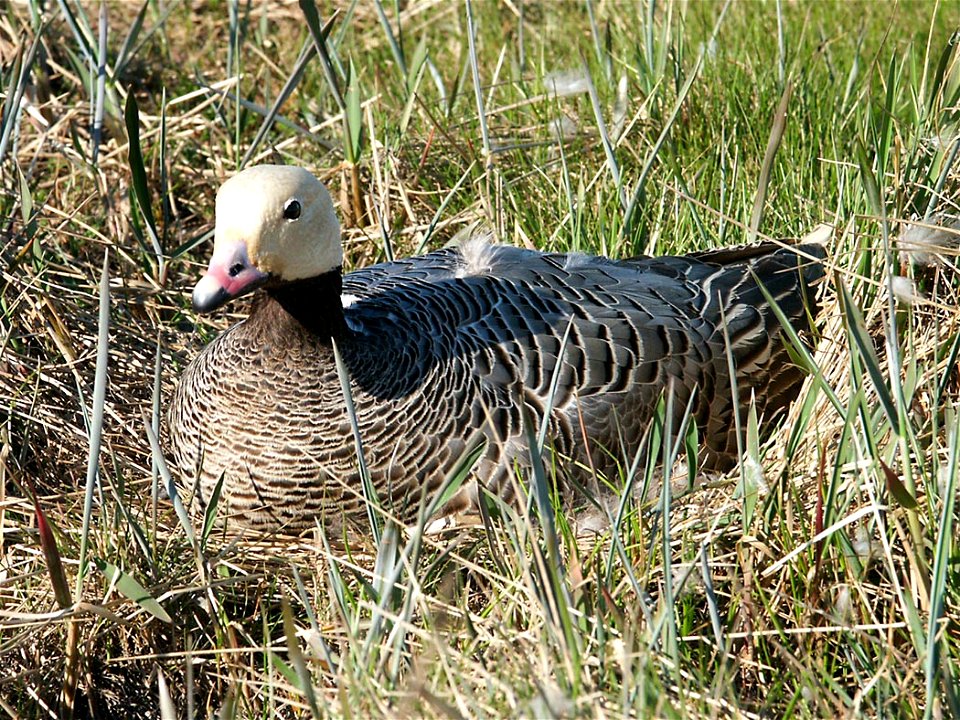 Emperor Goose (Anser canagicus) on nest