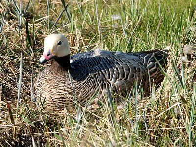 Emperor Goose (Anser canagicus) on nest photo