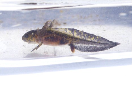 AQUATIC SURVEYS - A larval southern long-toed salamander (Ambystoma macrodactylum sigillatum) was found in this lake in the Mokelumne Wilderness during a field survey. Adult long-toed salamanders bree photo
