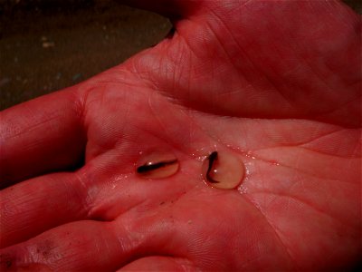 Long-toed salamaders (Ambystoma macrodactylum) in eggs. Easily identified by the gills along the back of the head. (PVE)