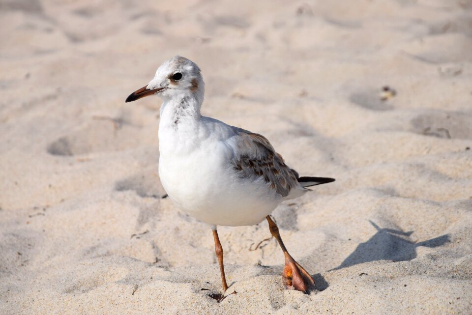 The seagull bird sea