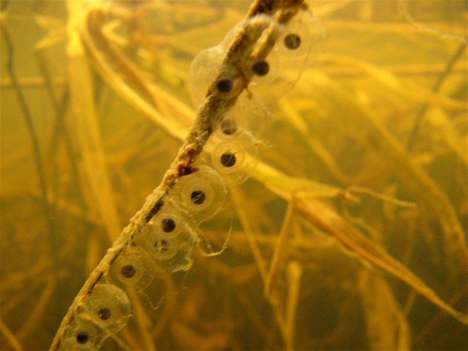 Long-toed salamander (Ambystoma macrodactylum) developing egg mass. Photographed near Prince George, BC.