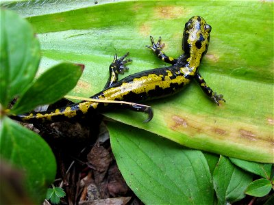 Long-toed salamander adult (Ambystoma macrodactylum). photo