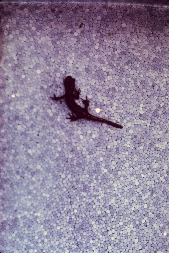 Image title: Santa Cruz long toed salamander, Ambystoma macrodactylum croceum
Image from Public domain images website, http://www.public-domain-image.com/full-image/fauna-animals-public-domain-images-