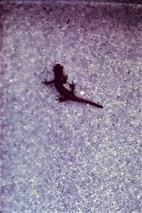 Image title: Santa Cruz long toed salamander, Ambystoma macrodactylum croceum
Image from Public domain images website, http://www.public-domain-image.com/full-image/fauna-animals-public-domain-images-