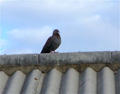 I am the originator of this photo. I hold the copyright. I release it to the public domain. This photo depicts a pigeon.