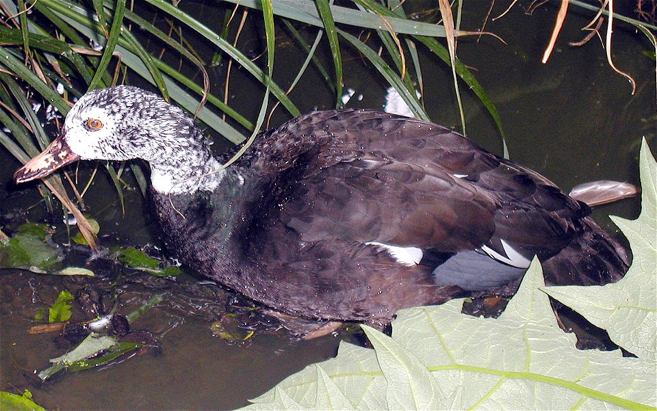 White-winged Wood Duck at Bristol Zoo, Bristol, England.

Taken by Adrian Pingstone in August 2003 and placed in the public domain.