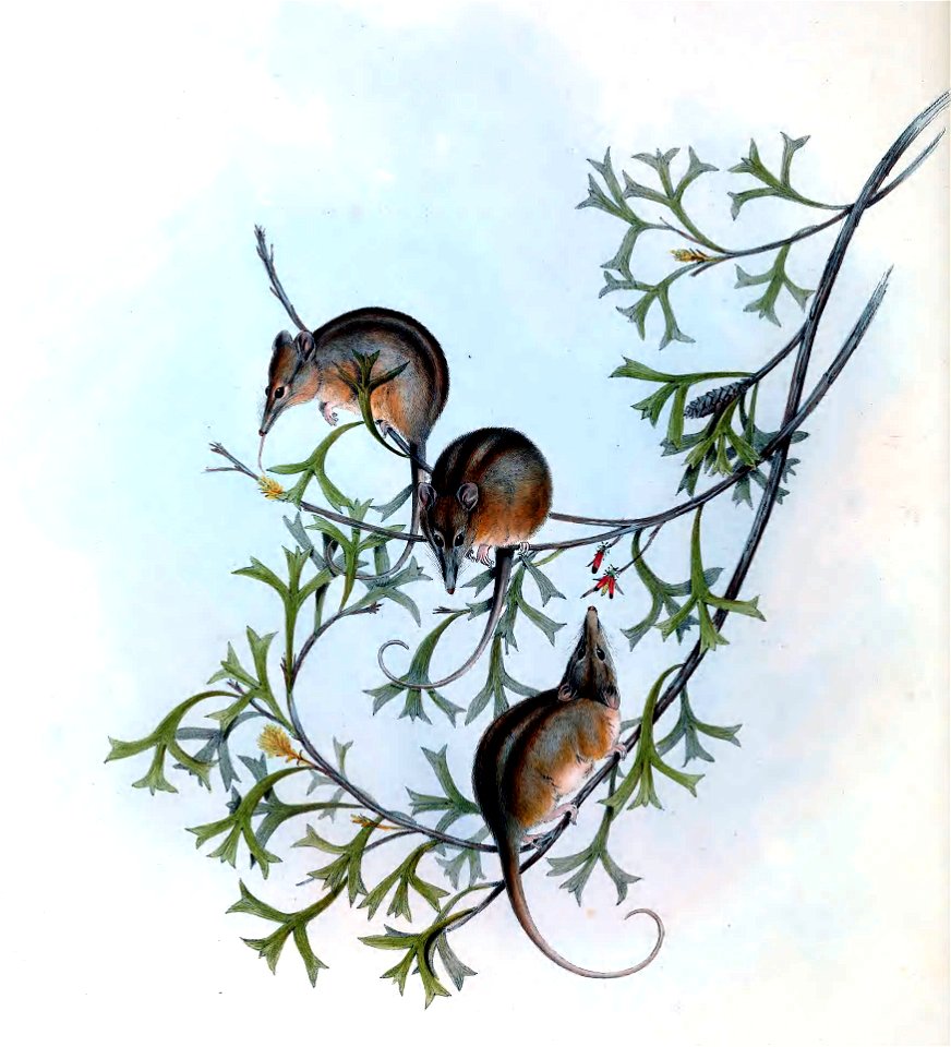 Illustration from The mammals of Australia Gould vol 1, auto retouch in GIMP