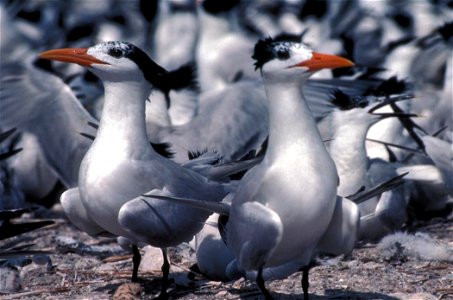 Royal Terns photo