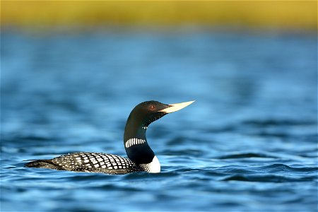 A Yellow-billed Loon/Diver (Gavia adamsii) swimming on a lake in the northern area of Alaska, USA. The dark neck feathers are iridescent and change color in the sunlight: they look black under shadow 