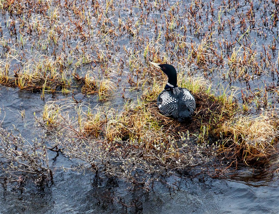 The BLM-managed National Petroleum Reserve-Alaska is unlike anything else in the world.  Rich in resources, it is an incredible place of shallow wetlands, deep lakes, beaded streams, deep open lakes a