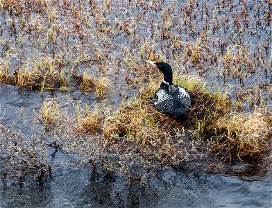 The BLM-managed National Petroleum Reserve-Alaska is unlike anything else in the world.  Rich in resources, it is an incredible place of shallow wetlands, deep lakes, beaded streams, deep open lakes a