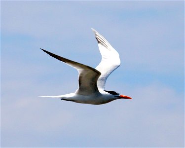 Royal tern near Port Fourchon at Belle Pass, La. by Tom MacKenzie, USFWS  July 11, 2010