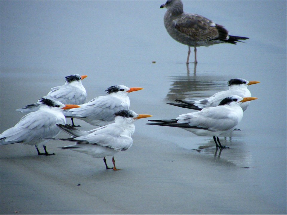 A picture of Royal Terns Thalasseus maximus in winter plumage on a Coronado beach, near San Diego, California, USA.