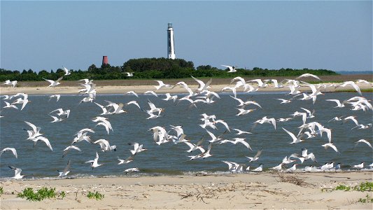 Mostly Royal terns Thalasseus maximus and a few Sandwich terns Thalasseus sandvicensis take off in flight on Cape Island with an 1827 lighthouse (left) and an 1857 lighthouse (right) in the background photo