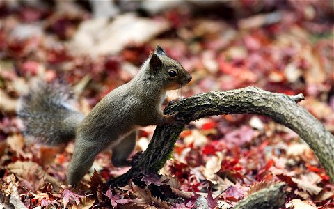 Japanese Squirrel.