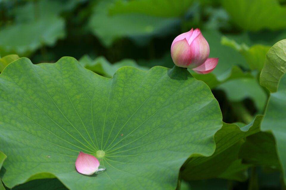 Nature flowers plants