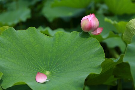 Nature flowers plants