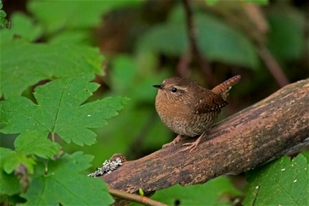 Pacific Wren

You are free to use this image with the following photo credit: Peter Pearsall/U.S. Fish and Wildlife Service