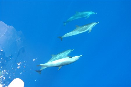 Pantropical spotted dolphin (Stenella attenuata) suspended in space, or apparently so, as they play in the bow wave of the DAVID STARR JORDAN in remarkably calm transparent water. Pacific Ocean, Tropi