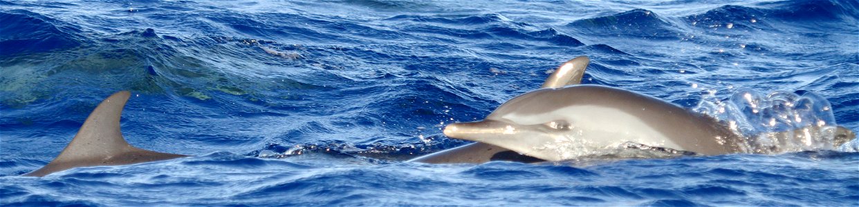 Pantropical spotted dolphins off Guam photo