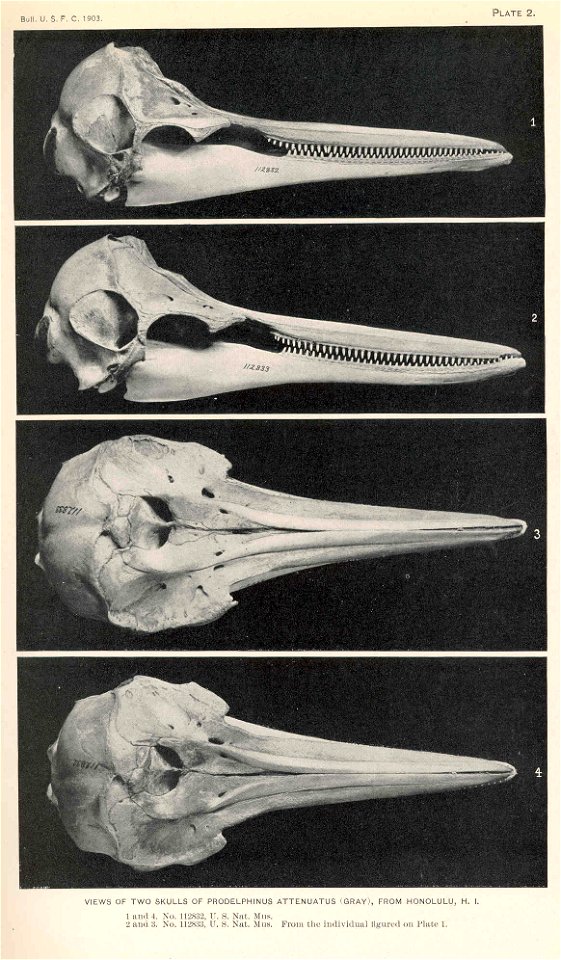 Stenella attenuata syn. Prodelphinus attenuatus

 Views of two skulls of prodelphinus attenuatus (Gray), from Honolulu, H. I .
Subject: Porpoises--Anatomy
Tag: Aquatic Mammals