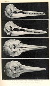 Stenella attenuata syn. Prodelphinus attenuatus

 Views of two skulls of prodelphinus attenuatus (Gray), from Honolulu, H. I .
Subject: Porpoises--Anatomy
Tag: Aquatic Mammals