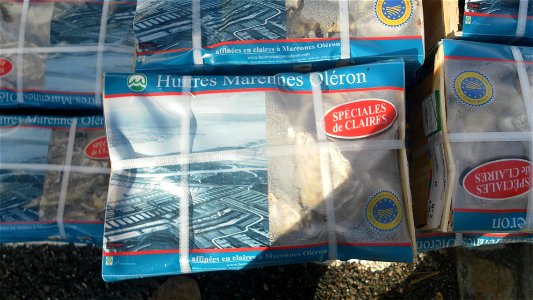 Oyster from Mornac-sur-Seudre (France)