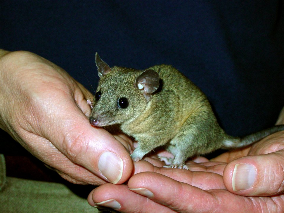 Monodelphis domestica