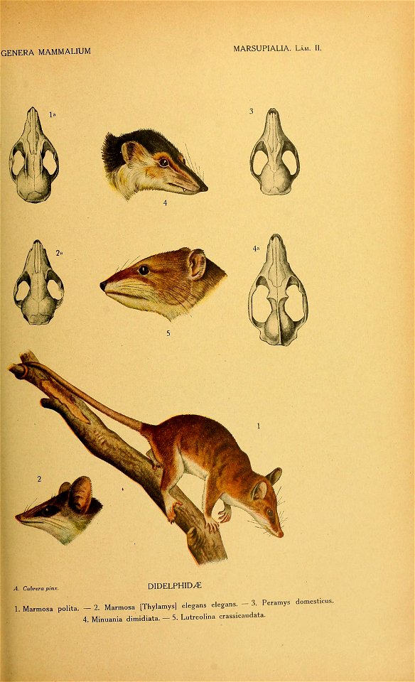 GENERA MAMMALIUM 
MARSUPIALIA. Lám. II. 
didelphid/í: 
l.Marmosa polita. - 2. Marmosa .Thylamys. ele.ans elegans. - 3. Peramys domesticus. 

4. Minuania dimidiata. - 5. Lutreolina crassicaudata.