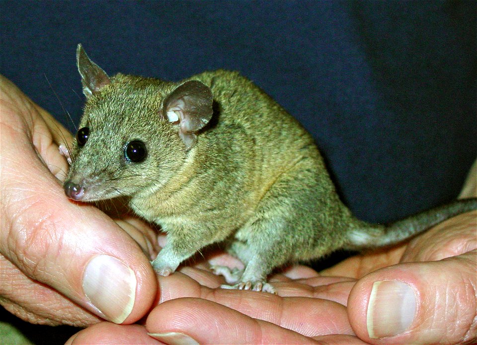 Monodelphis domestica