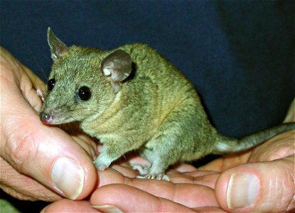Monodelphis domestica