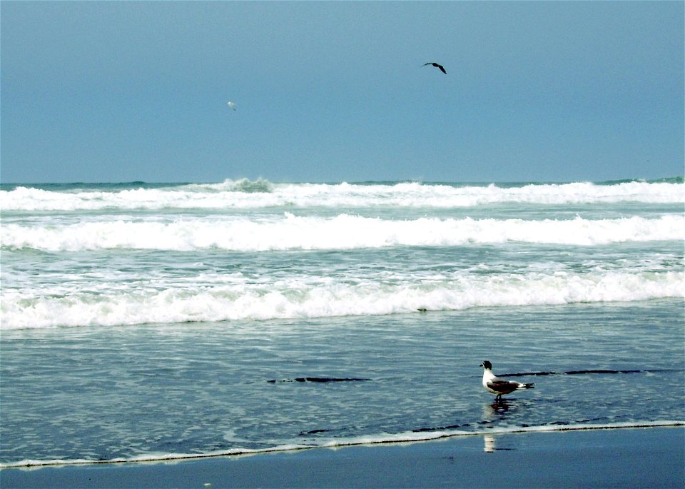 Leucophaeus pipixcan, Playas de la Punta de Bombon, Peru