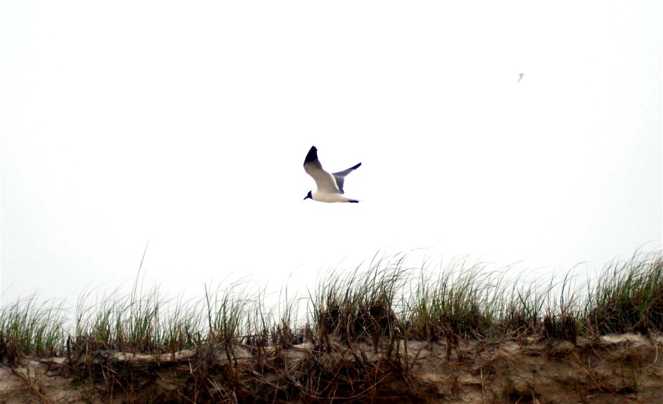 Franklin's Gull (leucophaeus pipixcan) in flight