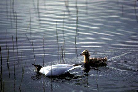 A photograph of a Bonaparte's Gull with its chick. photo