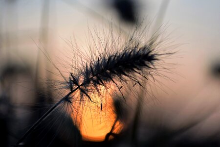 Plant nature meadow