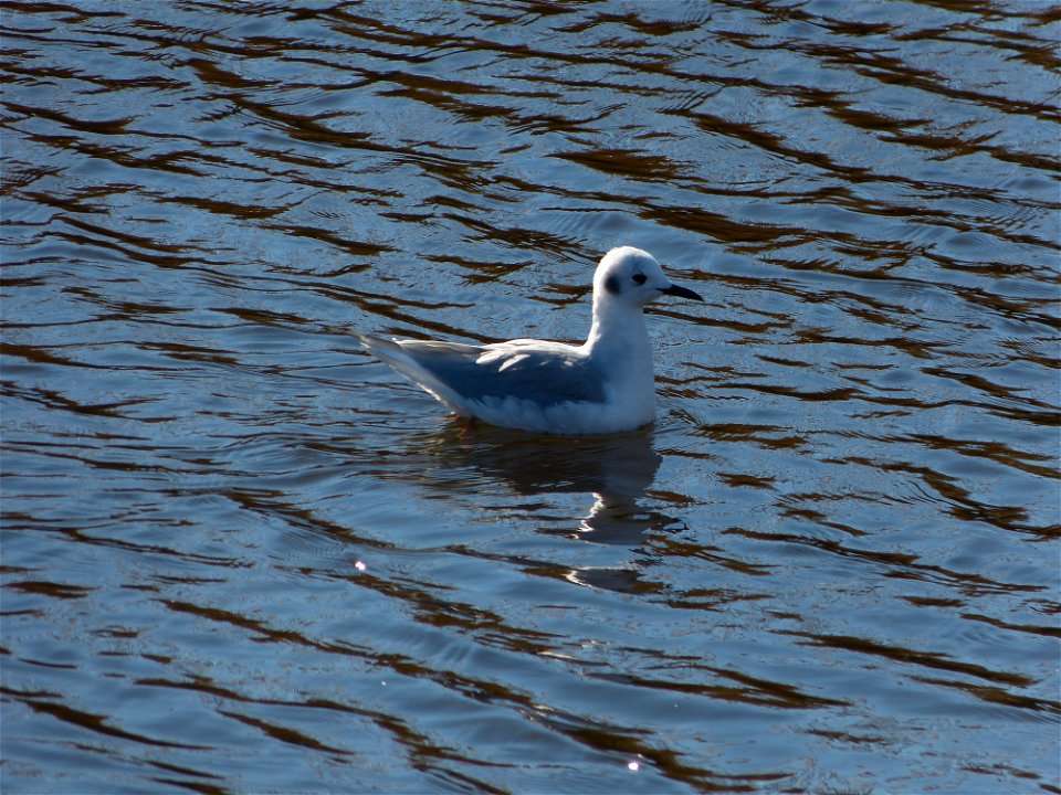 At Mattamuskeet National Wildlife Refuge in North Carolina. The Refuge’s prime location along the Atlantic Flyway makes it a vitally important stopover for wintering waterfowl. 
In total, the Refuge a